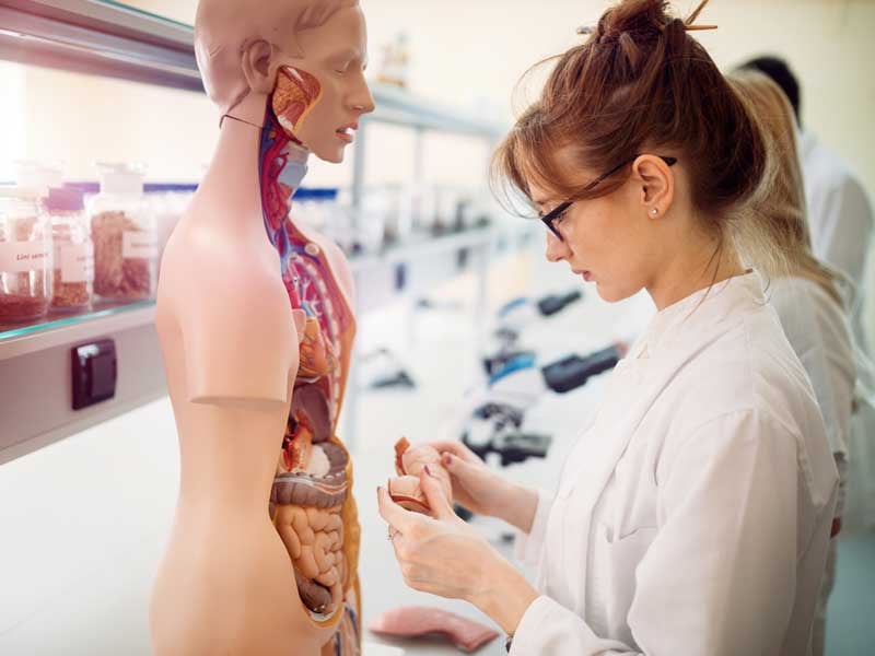 Estudiante trabajando en modelo anatómico, representando las carreras de Medicina y Odontología, las más demandadas en la UNAM.