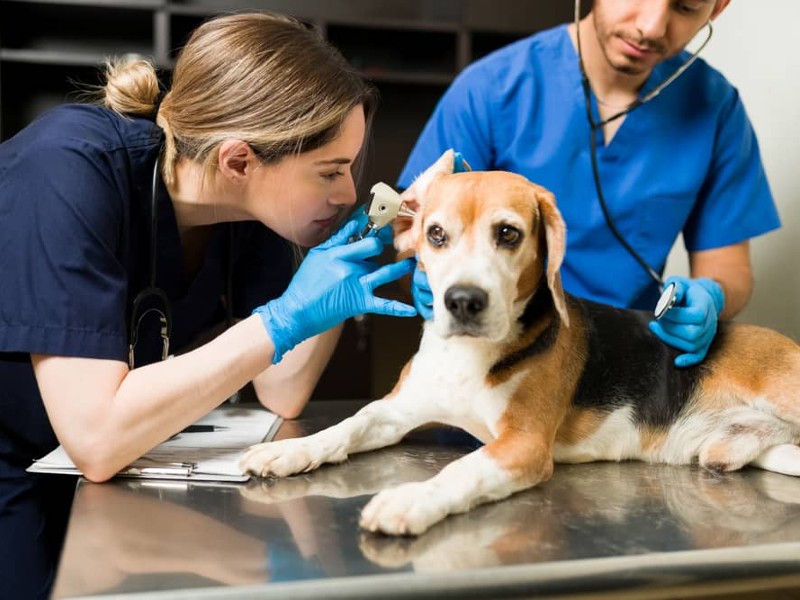 Carrera de veterinaria: lo que necesitas saber para estudiarla | Blog UVM