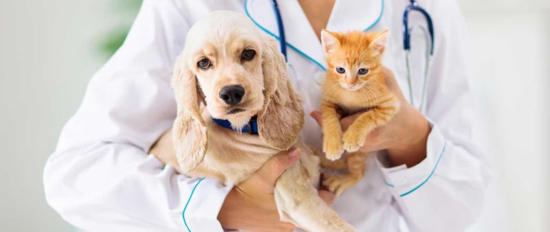 Licenciatura en Veterinaria: Nueva carrera en Lomas Verdes