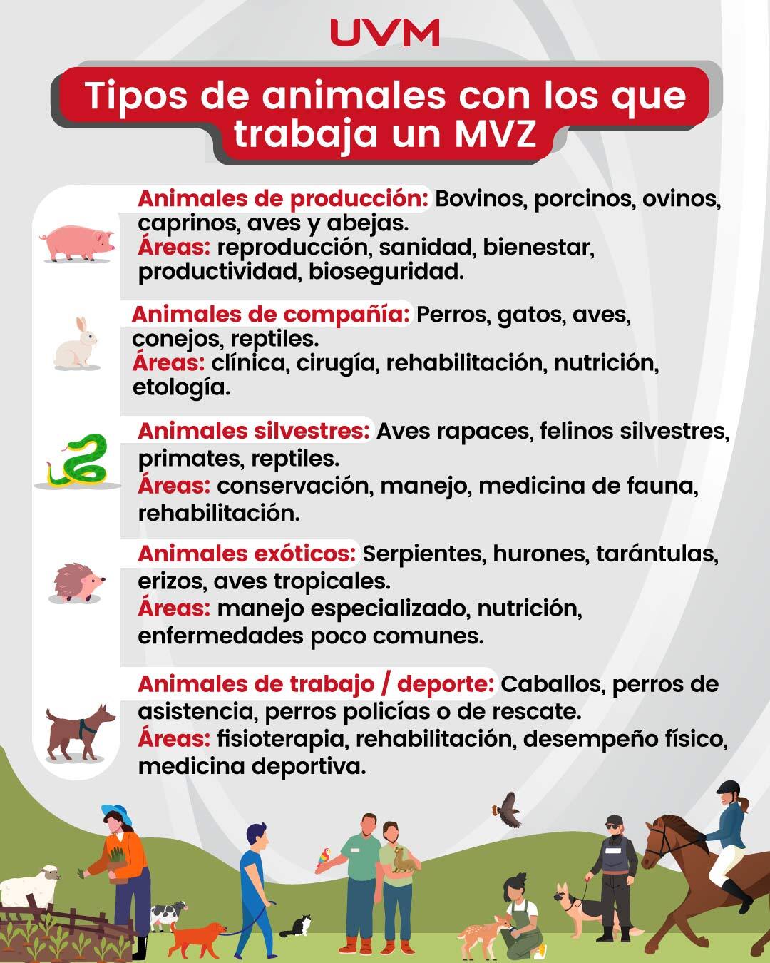 Infografía con qué tipo de animales trabajas si eres un Médico Veterinario Zootécnico