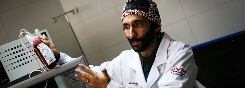 ¿Cómo funciona un banco de sangre veterinario?