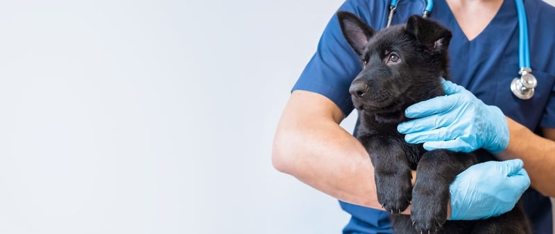 Qué carrera estudiar si me gustan los animales