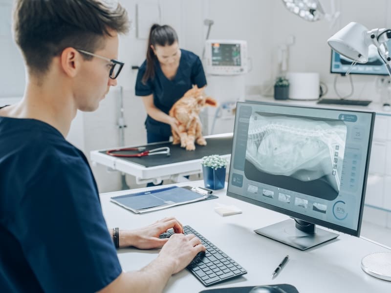 Qué carrera estudiar si me gustan los animales